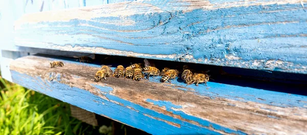 Vita delle api operaie. Le api portano il miele . — Foto Stock