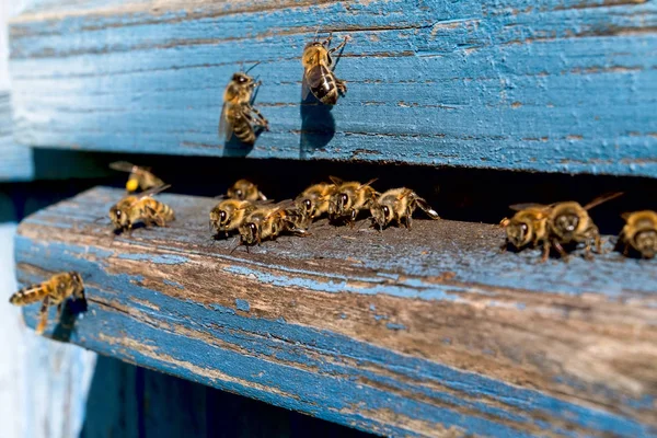 La vida de las abejas obreras. Las abejas traen miel . —  Fotos de Stock