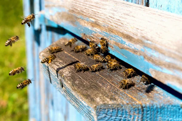 Leven van de bijen van de werknemer. De bijen brengen honing. — Stockfoto