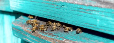 İşçi arılar hayatı. Arıların bal getir.