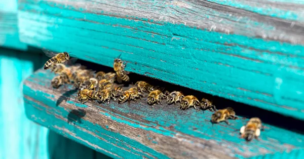 Leven van de bijen van de werknemer. De bijen brengen honing. — Stockfoto