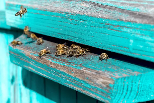 Das Leben der Arbeitsbienen. die Bienen bringen Honig. — Stockfoto