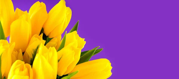 Ramo fresco brillante de tulipanes amarillos sobre un fondo púrpura. Vista superior. Banner . — Foto de Stock