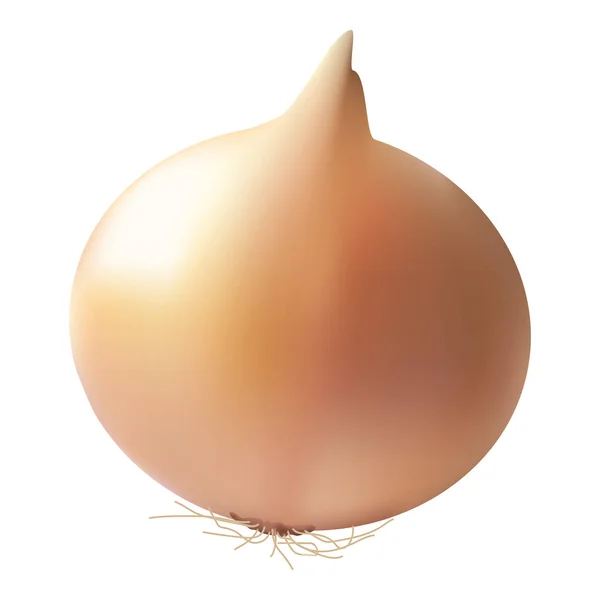 Fresh Onion Bulb Isolated On A White Background. Realistic Vector Illustration. — Stock Vector