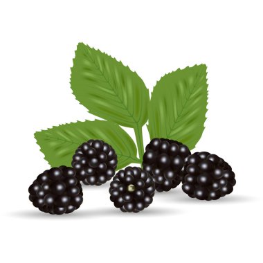 Olgun Blackberrie ve beyaz bir arka plan üzerinde izole yaprakları.