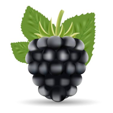 BlackBerry. Tatlı meyve. Beyaz bir arka plan üzerinde siyah dut izole orman.