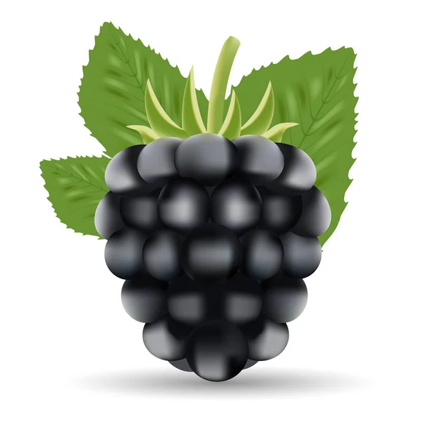 Blackberry. Сладкий фрукт. Черный лес, изолированный на белом фоне . — стоковый вектор