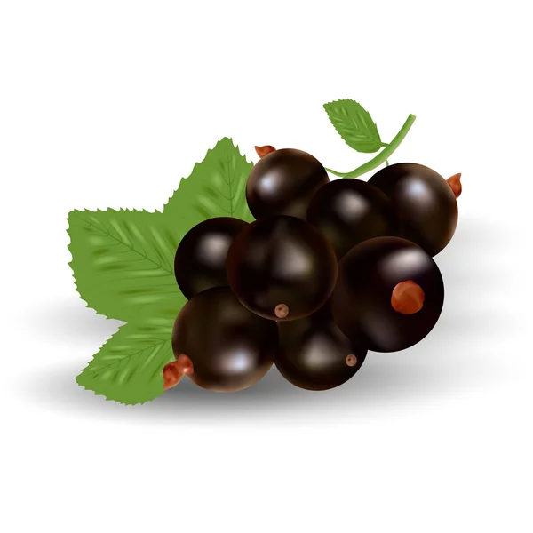 Vector Realistic Black Currant with Leaves Isolated On A White Background . — стоковый вектор