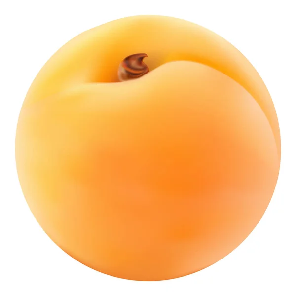 Abricot frais isolé sur fond blanc . — Image vectorielle