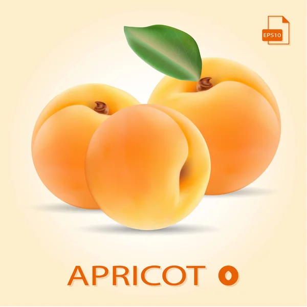 Set Of Three Fresh Apricots With Leaf. — Stock Vector