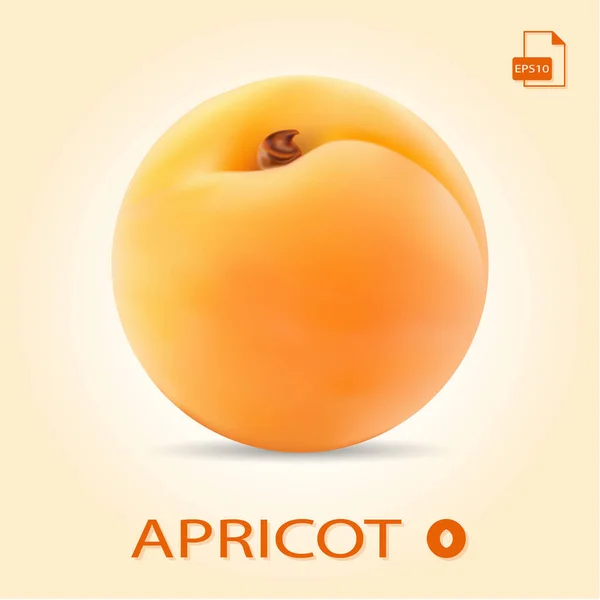 Single Fresh Apricot Isolated On A Background. — Stock Vector