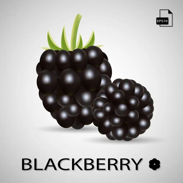 Conjunto de dos moras aisladas en un fondo . — Vector de stock