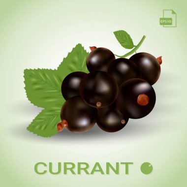 Blackcurrant, yeşil yaprakları ile olgun meyveler.