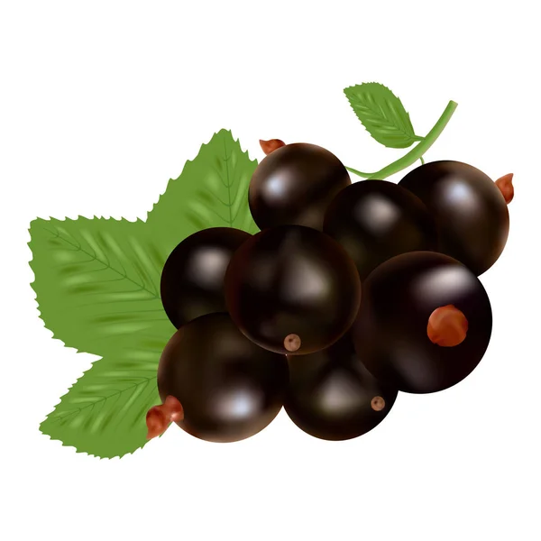 Ribes nero, bacche mature e foglie verdi isolate su uno sfondo bianco . — Vettoriale Stock