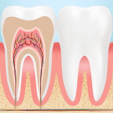 Anatomy Of Healthy Teeth Isolated On A Background. Vector Illustration. clipart
