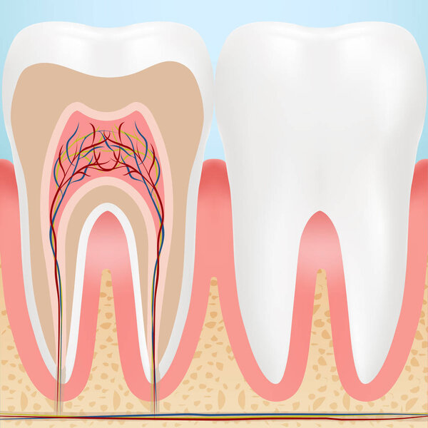 Anatomy Of Healthy Teeth Isolated On A Background. Vector Illustration.