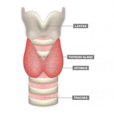 Tiroid bezi Trakea, berzah ve larinks anatomisi. Endokrinoloji sistem veya hormon salgısı tıbbi sembolü. Vektör çizim.