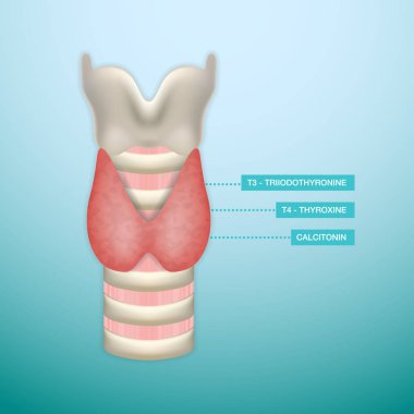 Tiroid hormonu salgılanması. Endokrinoloji sistem. Vektör çizim.