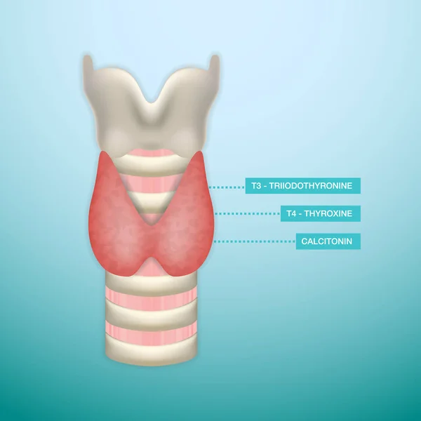 De secretie van schildklierhormoon. Endocrinologie-systeem. Vectorillustratie. — Stockvector