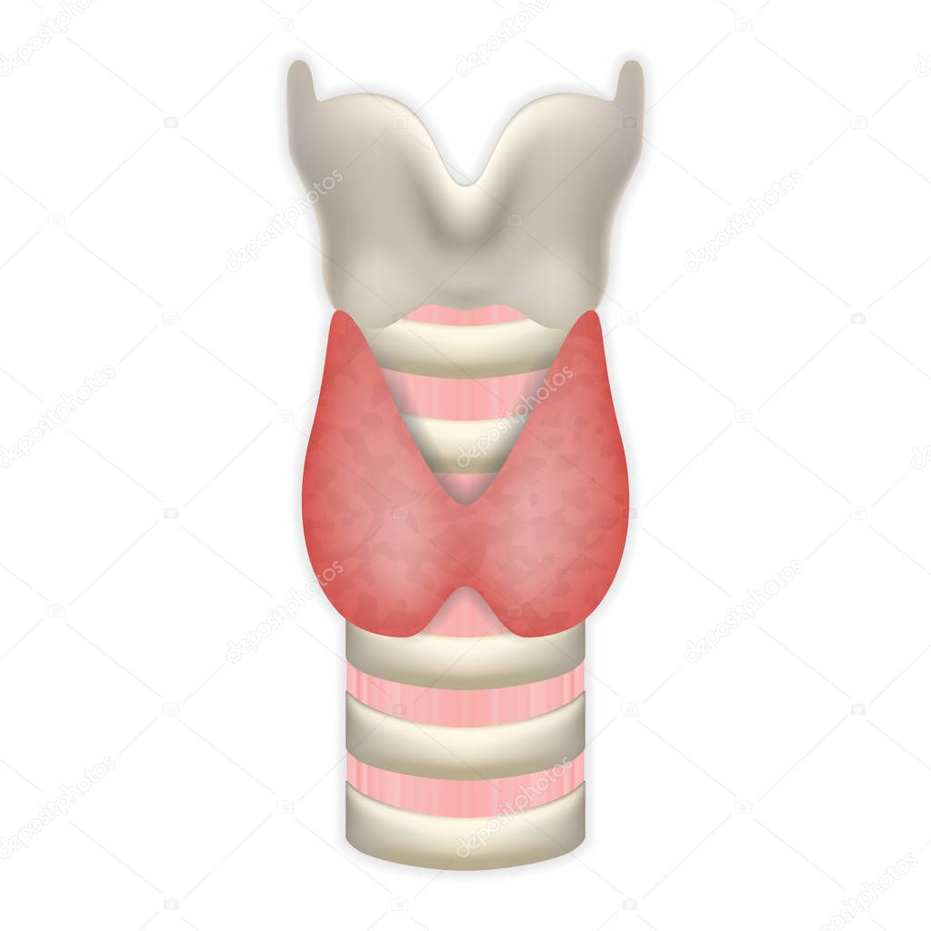 Anatomy Of Thyroid Gland With Trachea And Larynx. Medical Symbol Of Endocrinology System Or Hormone Secretion. Vector Illustration.