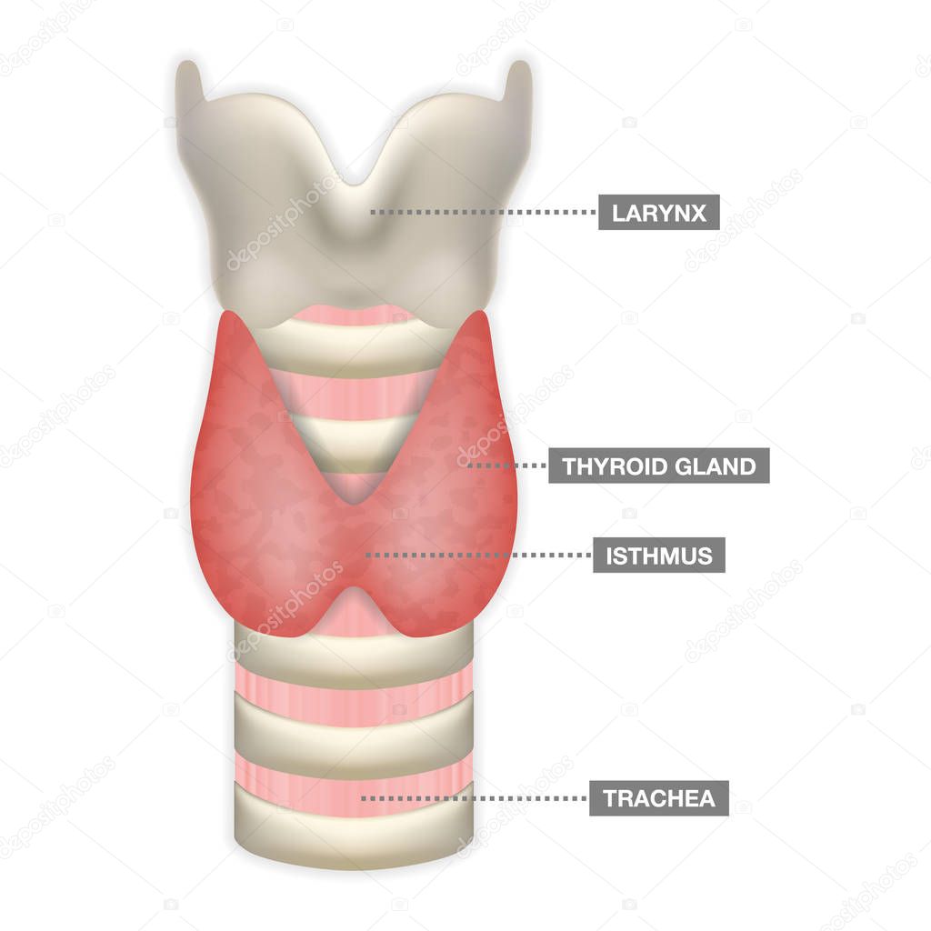 Anatomy Of Thyroid Gland With Trachea, Isthmus And Larynx. Medical Symbol Of Endocrinology System Or Hormone Secretion. Vector Illustration.