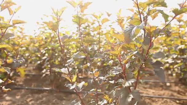 Tuincentrum, planten, groeiende zaailingen met druppelirrigatie, strooi water, rainbow, zonlicht, water geven zon, niemand, buiten, Drops, dauw, Bush, struiken, bladeren, verkeer, lente, zomer, veld — Stockvideo