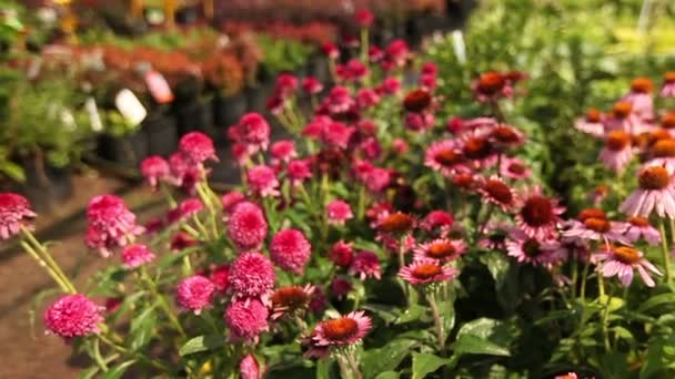 Pěstování rostlin panorama, obecný plán, zahradní centrum, zalévání rostlin, pěstování sazenic — Stock video