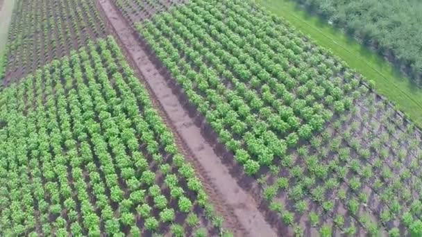 Pěstování rostlin panorama, obecný plán, zahradní centrum, antény, Střelba, z výše uvedených — Stock video