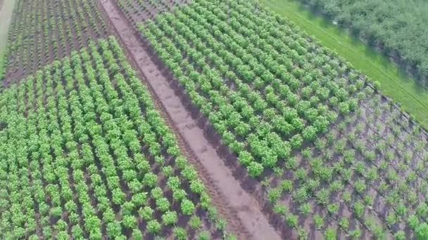 Cultivo de panorama de fábricas, plano geral, Centro de jardim, Tiro aéreo, de cima — Vídeo de Stock