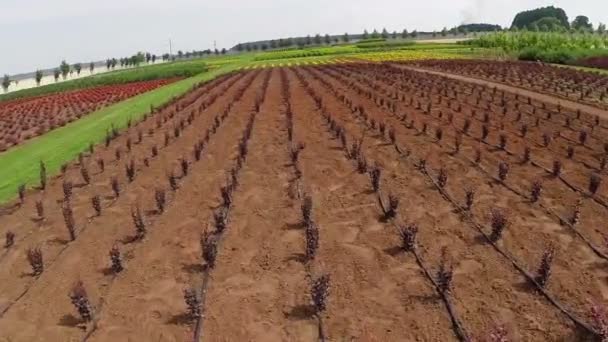 Cultivo de plantas panorama, plano general, Centro de jardinería, Tiro aéreo, desde arriba — Vídeos de Stock