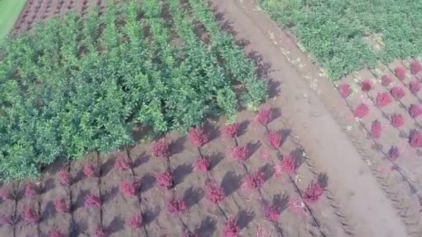 재배 식물 파노라마, 일반적인 계획, 정원 센터, 항공 촬영, 위에서 — 비디오