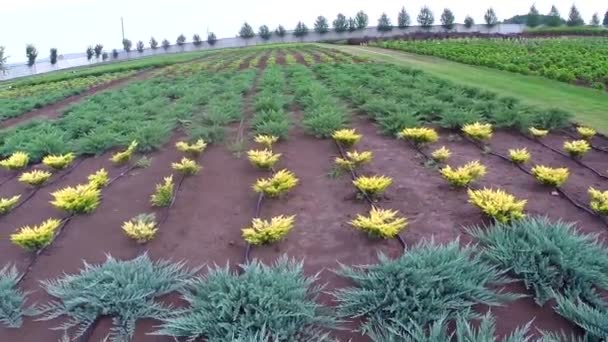 Teelt van planten panorama, algemene plan, Garden center, Bewateren van planten, die zaailingen groeien — Stockvideo