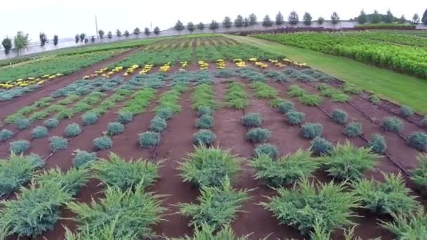 Teelt van planten panorama, algemene plan, Garden center, Bewateren van planten, die zaailingen groeien — Stockvideo