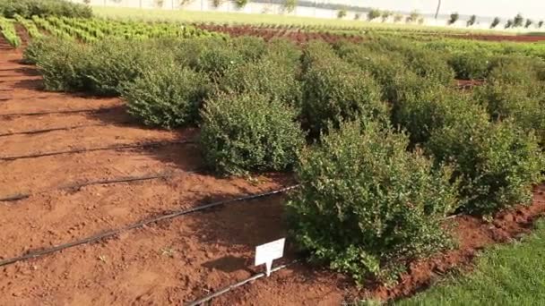 재배 식물 파노라마, 일반적인 계획, 정원 센터, 묘 종 성장 하는 식물을 급수 — 비디오