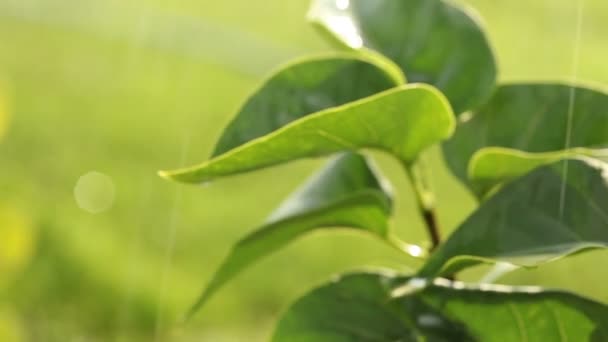 Coltivazione di piante panorama, Giardino centro, irrigazione a goccia delle piante, primo piano — Video Stock