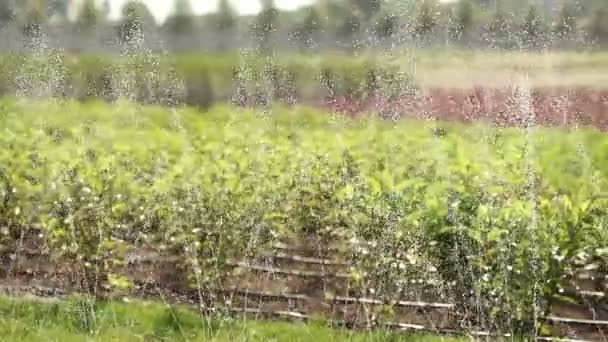 Cultivo de plantas panorama, Centro de jardinagem, irrigação por gotejamento de plantas, close-up — Vídeo de Stock