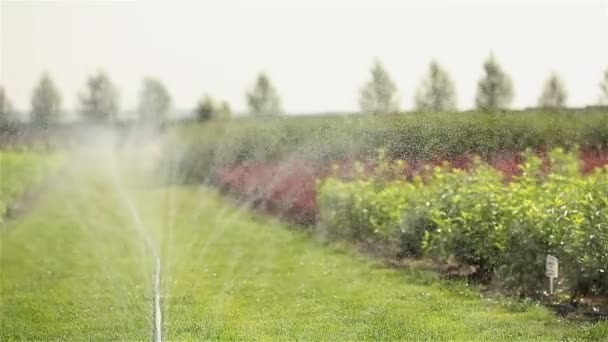 Cultivo de plantas panorama, Centro de jardinería, riego por goteo de plantas, primer plano — Vídeo de stock