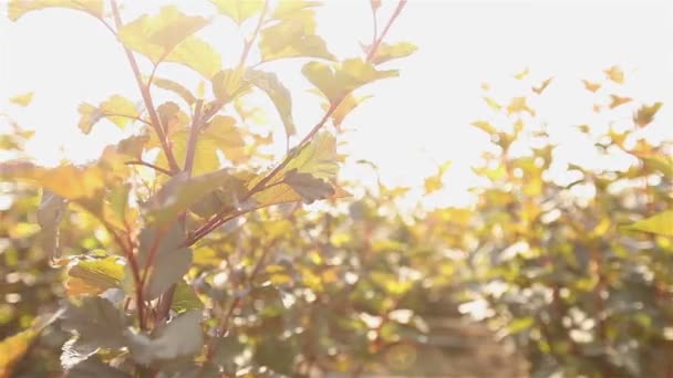 Teelt van planten panorama, algemene plan, Garden center, Bewateren van planten, die zaailingen groeien — Stockvideo