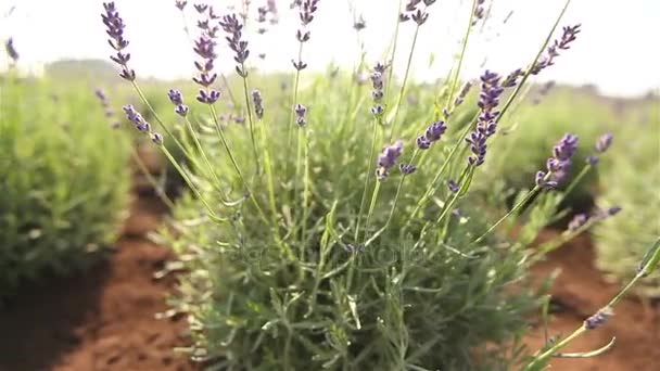 Teelt van planten panorama, algemene plan, Garden center, Bewateren van planten, die zaailingen groeien — Stockvideo
