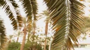 palmiye yaprakları, palm mavi gökyüzü ile güneş ışığı güneş parlıyor, palmiye yaprakları mavi gökyüzü arka plan üzerinde bir taç