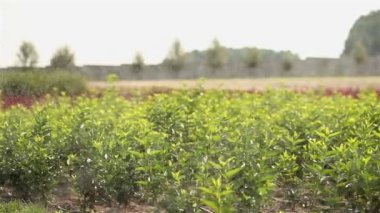 Bitkiler panorama, Bahçe Merkezi, tarımı damla sulama bitkilerin, yakın çekim
