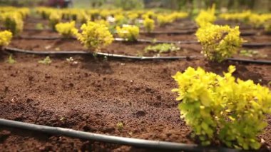 Bitkiler panorama, Bahçe Merkezi, tarımı damla sulama bitkilerin, yakın çekim