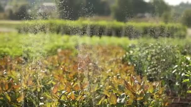 Coltivazione di piante panorama, Giardino centro, irrigazione a goccia delle piante, primo piano — Video Stock
