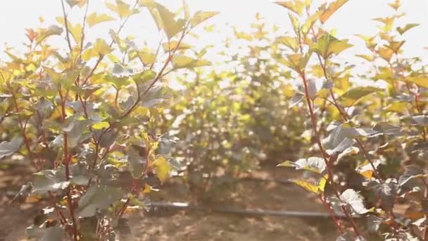 Pěstování rostlin panorama, obecný plán, zahradní centrum, zalévání rostlin, pěstování sazenic — Stock video
