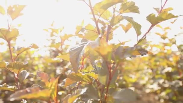 Teelt van planten panorama, algemene plan, Garden center, Bewateren van planten, die zaailingen groeien — Stockvideo