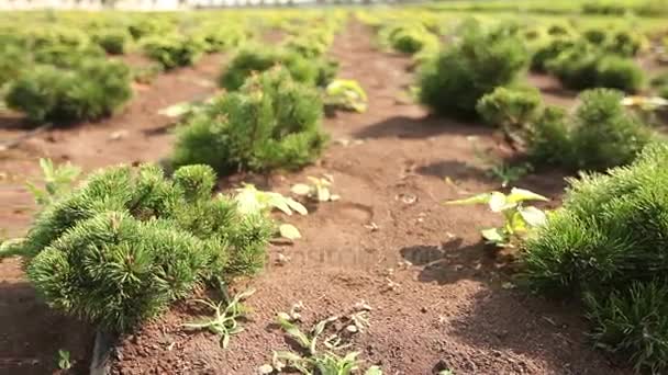 Teelt van planten panorama, algemene plan, Garden center, Bewateren van planten, die zaailingen groeien — Stockvideo