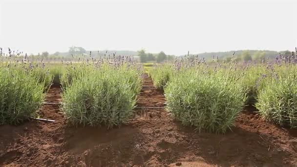 Teelt van planten panorama, algemene plan, Garden center, Bewateren van planten, die zaailingen groeien — Stockvideo