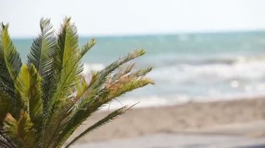 Güzel sörf ve arka plan üzerine açık mavi gökyüzü karşı rüzgarda sallanan palmiye ağaçları. Egzotik cennet ada kavramı üzerinde büyüyen tropikal bitki