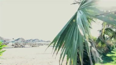 Güzel sörf ve arka plan üzerine açık mavi gökyüzü karşı rüzgarda sallanan palmiye ağaçları. Egzotik cennet ada kavramı üzerinde büyüyen tropikal bitki
