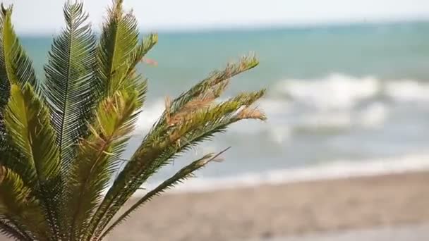 Palmeras balanceándose en el viento contra el oleaje hermoso y el cielo azul claro en el fondo. Plantas tropicales que crecen en concepto de isla paradisíaca exótica — Vídeos de Stock